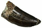Carcharodontosaurus Tooth with Rock - Dekkar Formation, Morocco #370290-2